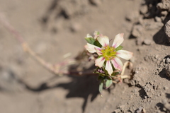 Montiopsis andicola