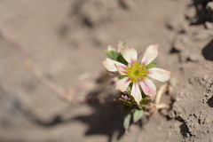 Montiopsis andicola
