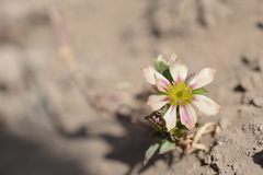 Montiopsis andicola