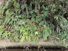 Alpinia japonica