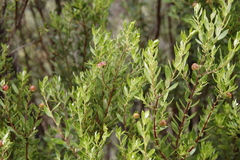 Phylica oleifolia