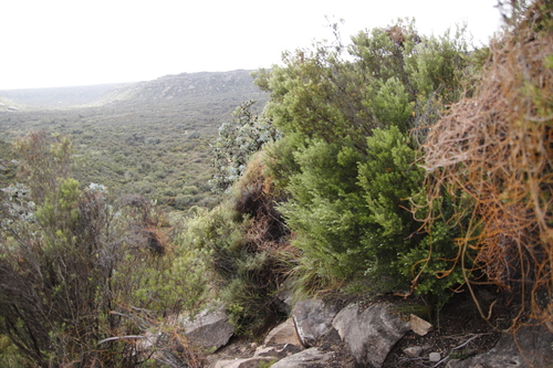 Image of Phylica oleifolia by (c) Tony Rebelo, some rights reserved (CC BY-SA)