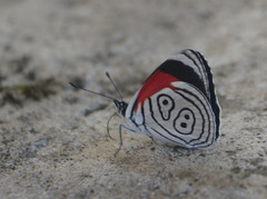 Diaethria neglecta