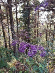 Callicarpa bodinieri
