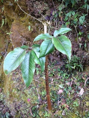 Arisaema nepenthoides