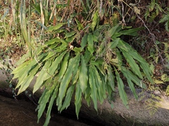 Alpinia japonica