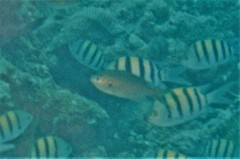 Arabian Chromis photo 4