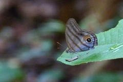 Chloreuptychia chlorimene