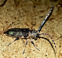 Prosopocera dejeani