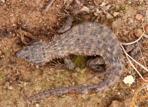 Mclachlan's Girdled Lizard