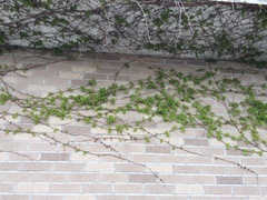 Parthenocissus tricuspidata