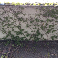 Parthenocissus tricuspidata