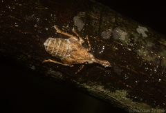 Eurinopsyche