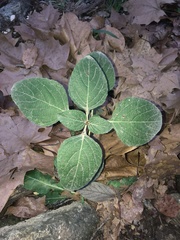 Ruellia drummondiana