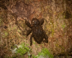 Methidrysis afflicta