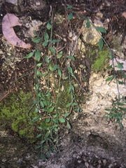 Rhinotropis lindheimeri