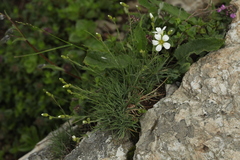 Cherleria circassica