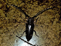 Prosopocera dejeani