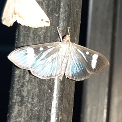 Erilusa leucoplagalis