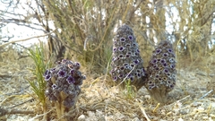 Pholisma arenarium