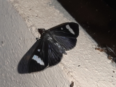 Erilusa leucoplagalis