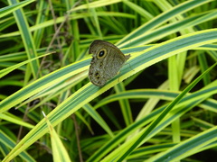 Ypthima baldus newboldi