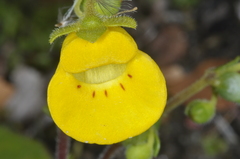Calceolaria tenella