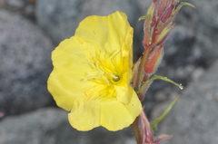 Oenothera odorata