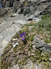 Campanula tridentata