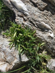 Trifolium polyphyllum