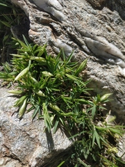Trifolium polyphyllum