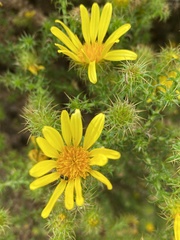 Cullumia setosa
