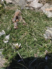 Astragalus levieri