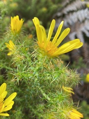 Cullumia setosa