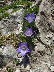 Campanula tridentata