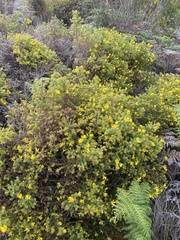 Cullumia setosa