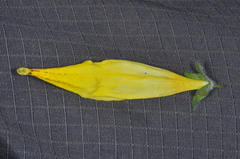 Calceolaria crenatiflora