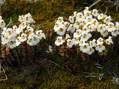 Euphrasia monroi