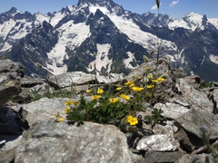 Alopecurus glacialis