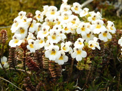 Euphrasia monroi