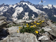 Alopecurus glacialis