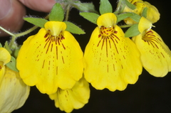 Calceolaria crenatiflora
