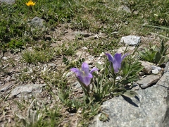 Campanula tridentata