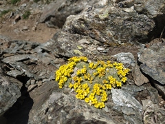 Draba rigida