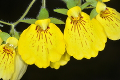 Calceolaria crenatiflora