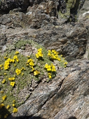 Draba rigida