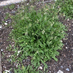 Capsella bursa-pastoris