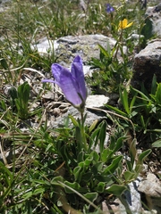 Campanula tridentata