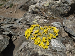 Draba rigida