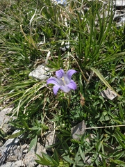 Campanula tridentata